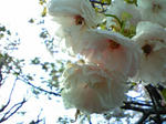 八重桜？