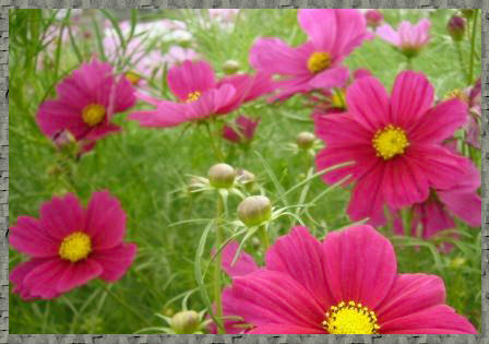 cosmos