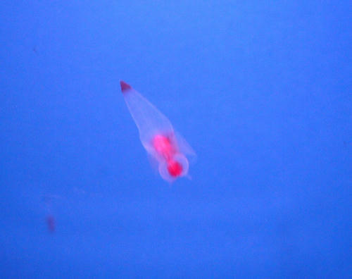 P1020037.JPG