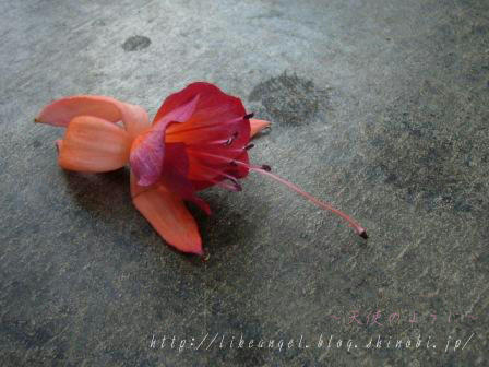花※花