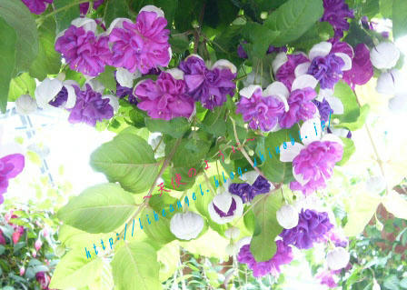 花☆花