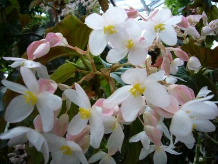 花☆花