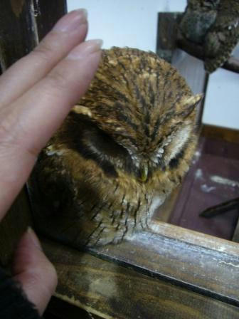 ふくろう