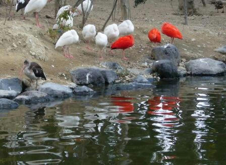 花鳥園の鳥たち