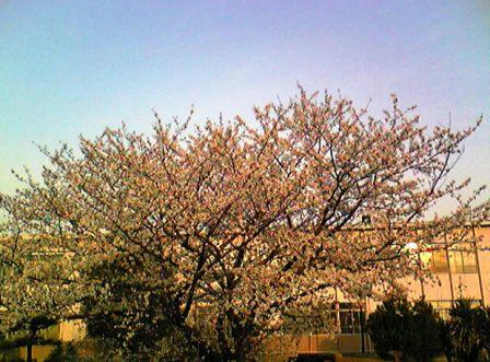sakura