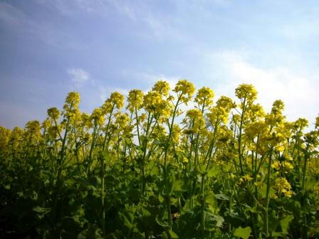 菜の花