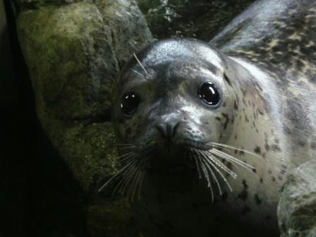 水族館で