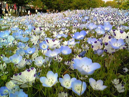 お花畑～♪