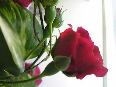 薔薇