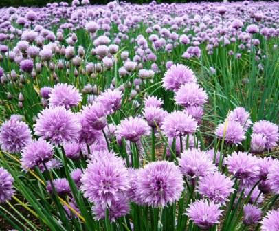 花畑
