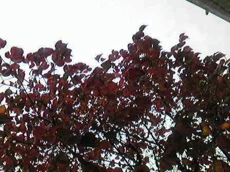 紅葉