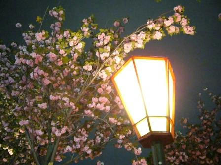 夜桜