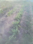10385685_1440680104_176small888.jpg
