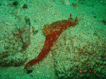 ７