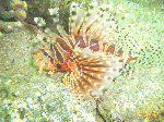 kirinmino