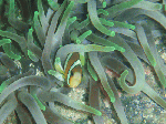 kumanomi