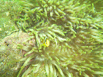 kumanomi