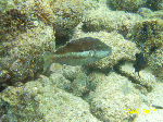tomodati