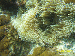 hadakajima