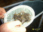 水産総合研究センター