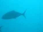 128a2e58.gif