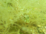 futamidesu1.gif