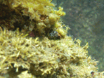 futamidesu7.gif