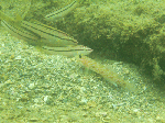futamidesu9.gif