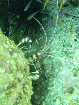 kasiwasima6.gif