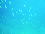 kasiwasima7.gif