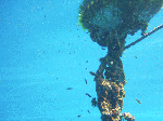kasiwasima9.gif