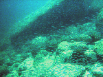 kasi1-1-1.gif