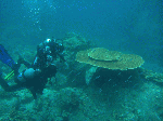 d4c346e8.gif