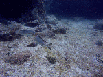 1821a7c6.gif