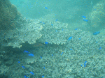 8272008-1.gif