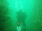 8272008-6.gif
