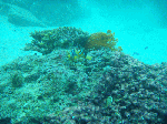 tatukusi5.gif