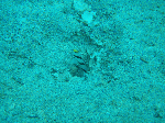 tatukusi7.gif