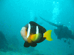 tatukusi8.gif