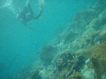 tatukusi9.gif