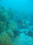 tatukusi11.gif