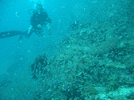 tatukusi14.gif