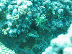 nisiumi8.gif