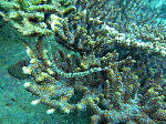 435902a1.gif