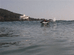 SU-001.gif