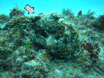 tatugasako3.gif