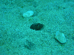 tatugasako8.gif
