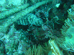 tatugasako9.gif
