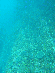 asdtatukusi3.gif