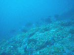 asdtatukusi4.gif